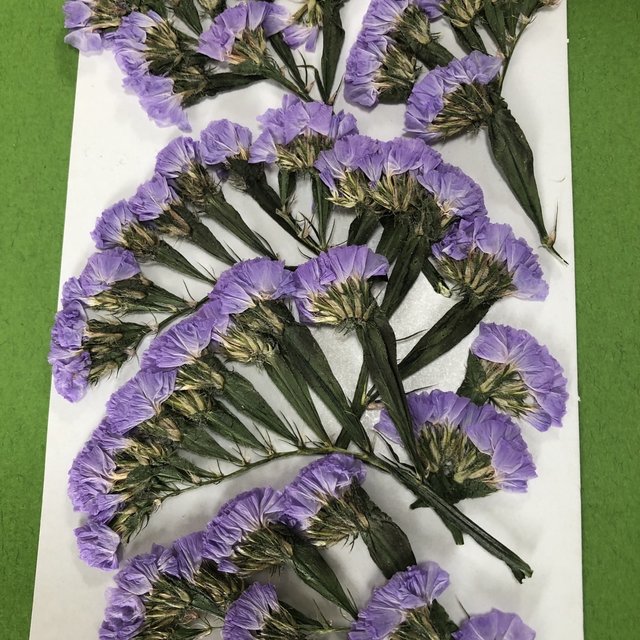 紫色のスターチスの押し花素材