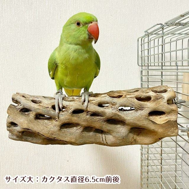 日本に 止まり木 カクタスパーチ ４６５用 - 鳥用品 - www 