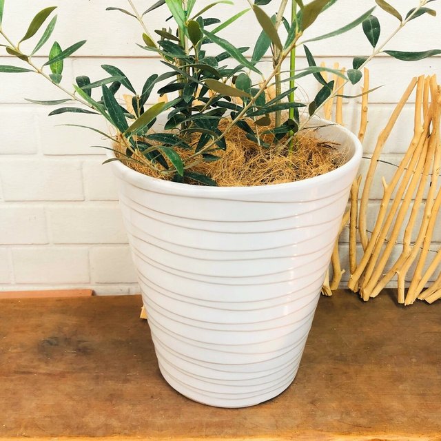オリーブ 2種植え ネバディロブランコ ブラントイオ 観葉植物 陶器鉢入り 新築祝い 開店祝 送料無料 Minne 日本最大級のハンドメイド 手作り通販サイト オリーブ 2種植え ネバディロブランコ ブラントイオ 観葉植物 陶器鉢入り 新築祝い 開店祝 送料無料 Minne 日本最大級のハンドメイド 手作り通販サイト