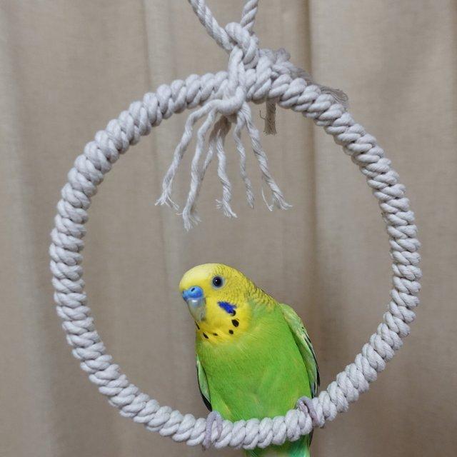 ブランコ インコ インコと一緒に遊ぶ。遊びの方法と上手に遊ぶコツ。