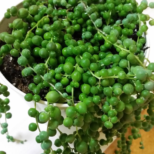 多肉植物 ネックレス 3種類 ハンドメイドマーケット Minne 多肉植物 ネックレス 3種類 ハンドメイドマーケット Minne