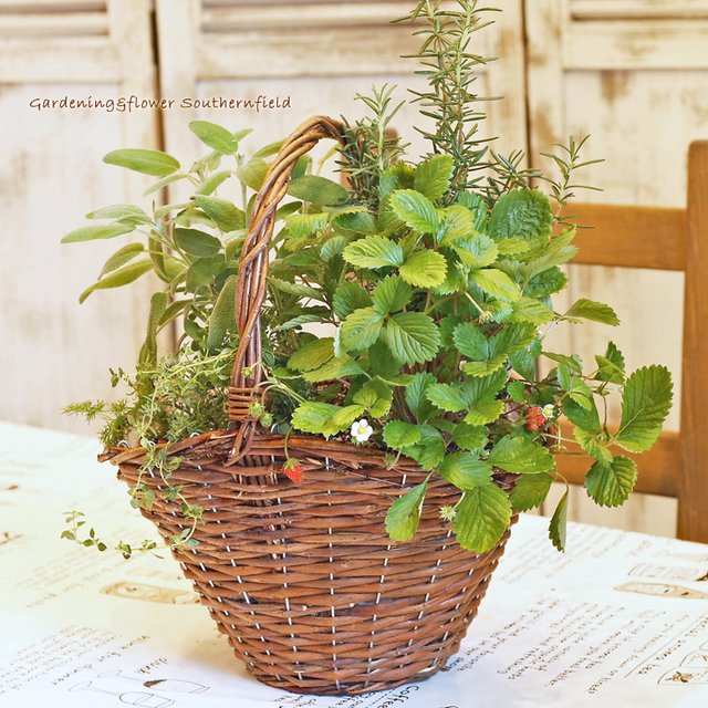ハーブ寄せ植え ローズマリー おまかせセレクト 木製ナチュラルバスケット 受注生産 ハンドメイドマーケット Minne ハーブ寄せ植え ローズマリー おまかせセレクト 木製ナチュラルバスケット 受注生産 ハンドメイドマーケット Minne