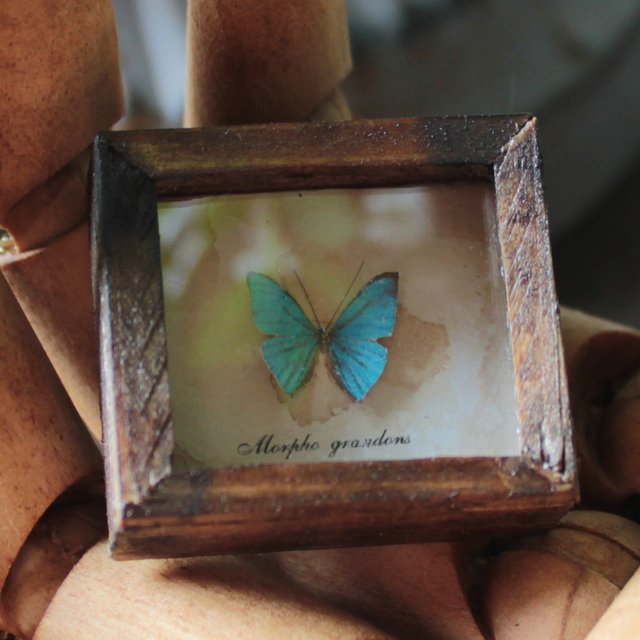 蝶のミニチュア標本箱 モルフォチョウ 胡蝶の夢 ハンドメイドマーケット Minne