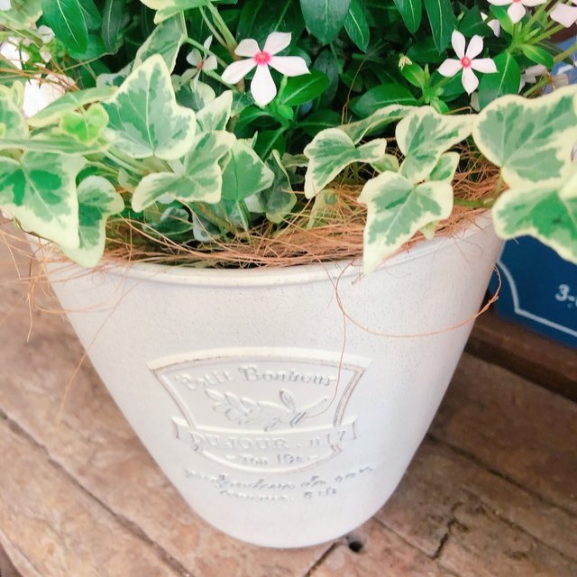 ラスト 新作 ナチュラルガーデン寄せ植え 夏花火 ホワイトレッドアイ 夏にオススメのオシャレなガーデニング ハンドメイドマーケット Minne ラスト 新作 ナチュラルガーデン寄せ植え 夏花火 ホワイトレッドアイ 夏にオススメのオシャレなガーデニング ハンドメイドマーケット Minne