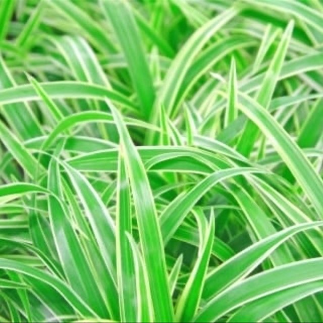 数量限定 観葉植物 ソトフオリヅルラン 外斑折鶴蘭 抜き苗 1苗 ハンドメイドマーケット Minne 数量限定 観葉植物 ソトフオリヅルラン 外斑折鶴蘭 抜き苗 1苗 ハンドメイドマーケット Minne