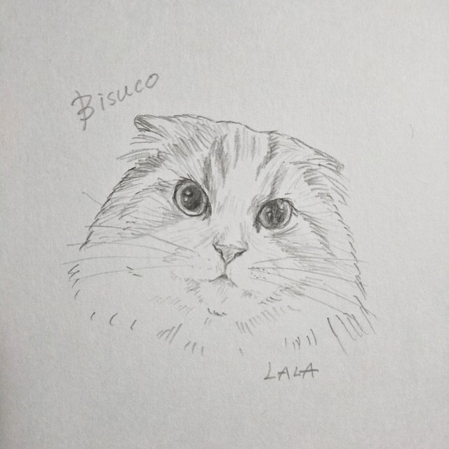猫ちゃん描きます☆デッサンオーダー minne 日本最大級の