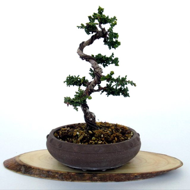 石化ヒノキの模様木づくり 小品盆栽0025 ハンドメイドマーケット Minne