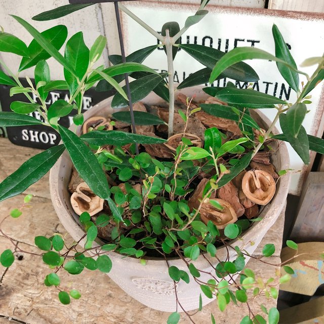 新作 現品 オリーブの木 2種類 寄せ植え オシャレでかっこいい陶器鉢 ピックつき ナチュラルガーデニング ハンドメイドマーケット Minne 新作 現品 オリーブの木 2種類 寄せ植え オシャレでかっこいい陶器鉢 ピックつき ナチュラルガーデニング ハンドメイドマーケット Minne
