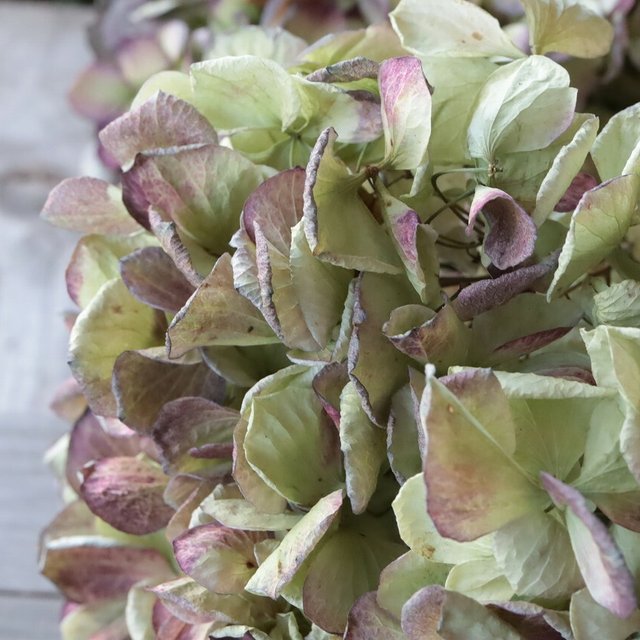 アンティークレッド 紫陽花のドライフラワー ハンドメイドマーケット Minne アンティークレッド 紫陽花のドライフラワー ハンドメイドマーケット Minne