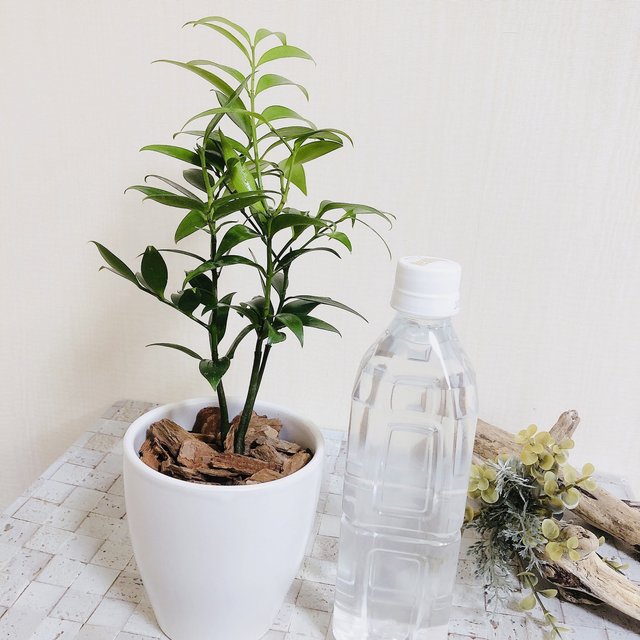 幸せを呼ぶ 梛の木 4号 陶器鉢 受け皿付き 観葉植物 インテリア 母の日 ハンドメイドマーケット Minne 幸せを呼ぶ 梛の木 4号 陶器鉢 受け皿付き 観葉植物 インテリア 母の日 ハンドメイドマーケット Minne
