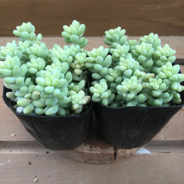 多肉植物 セダム 新玉つづり ビアホップ 2ポットset ハンドメイドマーケット Minne 多肉植物 セダム 新玉つづり ビアホップ 2ポットset ハンドメイドマーケット Minne