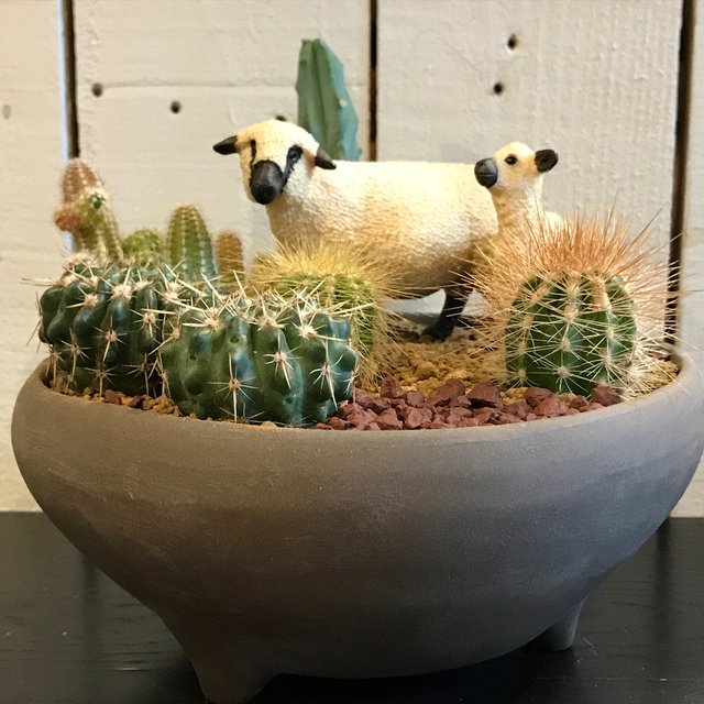 サボテン寄せ植え サボテンジオラマ ハンドメイドマーケット Minne サボテン寄せ植え サボテンジオラマ ハンドメイドマーケット Minne