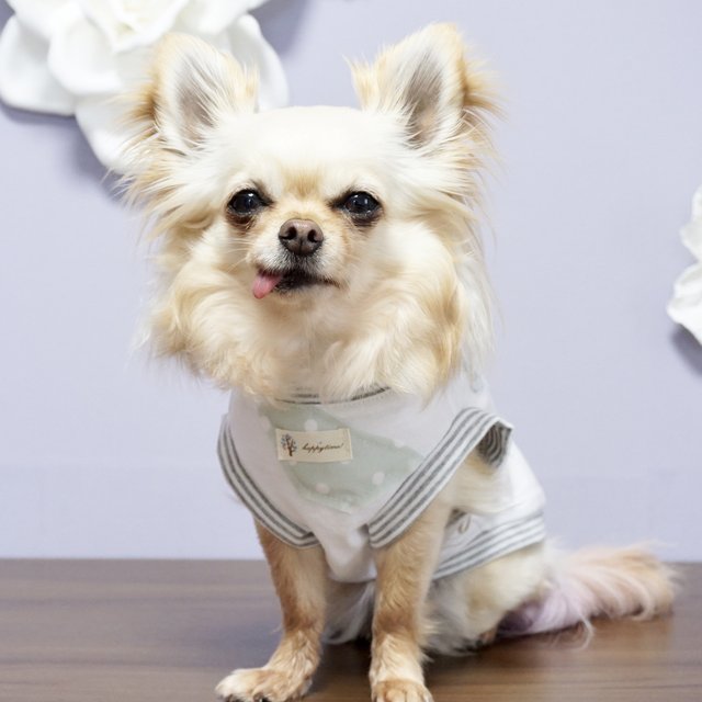 犬服 ペット服 わんこ服 防蚊 接触冷感 チワワ トイプードル ヨーキー マルチーズ シーズー ダックス ポメラニアン 夏服 春服 Minne 日本最大級のハンドメイド 手作り通販サイト 犬服 ペット服 わんこ服 防蚊 接触冷感 チワワ トイプードル ヨーキー マルチーズ シーズー ダックス ポメラニアン 夏服 春服 Minne 日本最大級のハンドメイド 手作り通販サイト