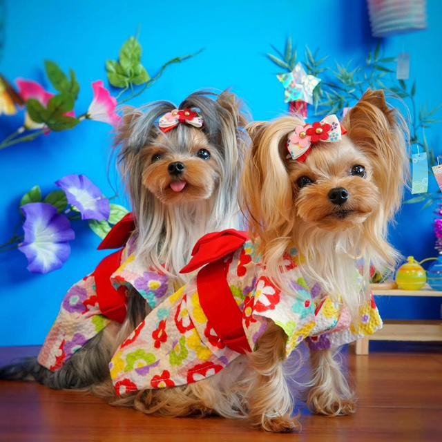 お仕立て 生地持ち込み 犬浴衣制作 シンプル襟 12kgまでの小型犬用 Minne 日本最大級のハンドメイド 手作り通販サイト お仕立て 生地持ち込み 犬浴衣制作 シンプル襟 12kgまでの小型犬用 Minne 日本最大級のハンドメイド 手作り通販サイト
