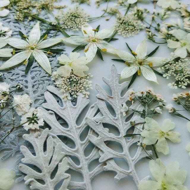 押し花素材 白い葉っぱと花セット Minne 日本最大級のハンドメイド 手作り通販サイト