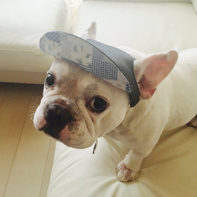 犬の帽子 リバーシブル ツバしっかりタイプ 小型犬から中型犬用 Minne 日本最大級のハンドメイド 手作り通販サイト 犬の帽子 リバーシブル ツバしっかりタイプ 小型犬から中型犬用 Minne 日本最大級のハンドメイド 手作り通販サイト