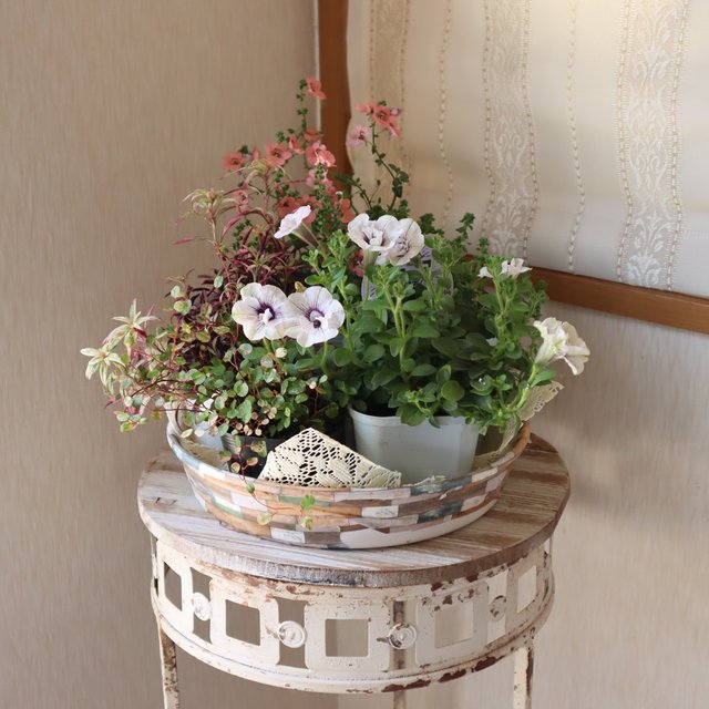 寄せ植えセット苗 八重咲きペチュニア ぶどうラテ とラパージュの寄せ植え Minne 日本最大級のハンドメイド 手作り通販サイト 寄せ植えセット苗 八重咲きペチュニア ぶどうラテ とラパージュの寄せ植え Minne 日本最大級のハンドメイド 手作り通販サイト