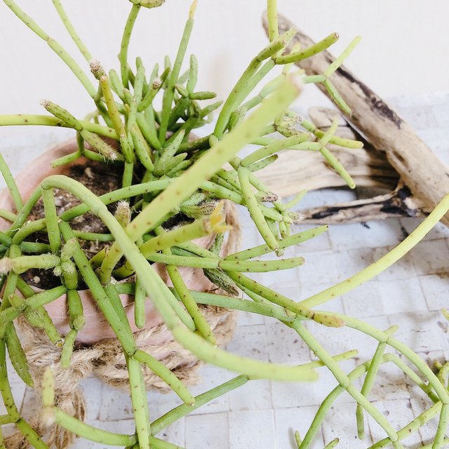 リプサリス ヘテロクラダ テラコッタプランター 観葉植物 インテリア 壁掛け No 436 ハンドメイドマーケット Minne リプサリス ヘテロクラダ テラコッタプランター 観葉植物 インテリア 壁掛け No 436 ハンドメイドマーケット Minne