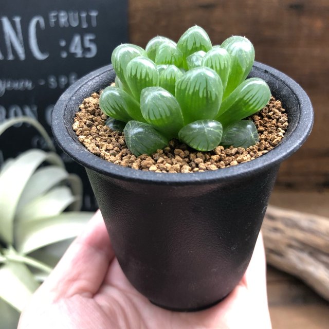 オブツーサ セール 美しい 水晶 ハオルチア 多肉植物 インテリア Minne 日本最大級のハンドメイド 手作り通販サイト オブツーサ セール 美しい 水晶 ハオルチア 多肉植物 インテリア Minne 日本最大級のハンドメイド 手作り通販サイト