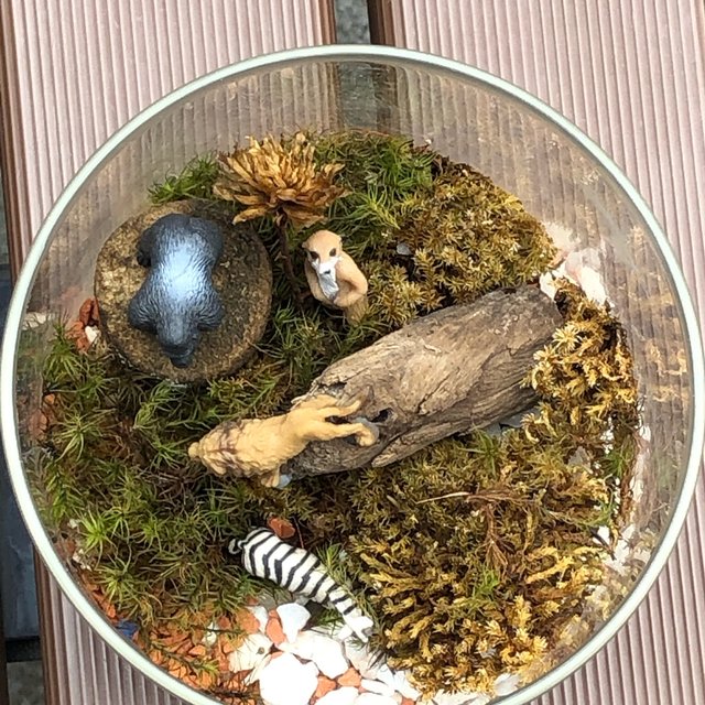 世界に1つのオーダーメイド品 動物園の苔盆栽 コレテラリウム コケリウム苔 Minne 日本最大級のハンドメイド 手作り通販サイト 世界に1つのオーダーメイド品 動物園の苔盆栽 コレテラリウム コケリウム苔 Minne 日本最大級のハンドメイド 手作り通販サイト