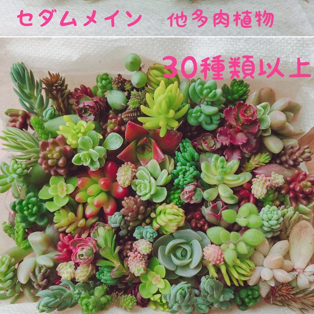 セダム 多肉植物 30種類以上 カット苗 セット 小パック 送料込み Minne 日本最大級のハンドメイド 手作り通販サイト