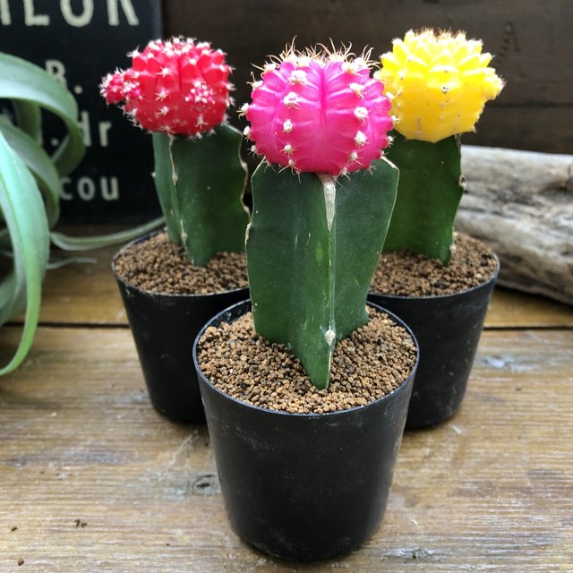 緋牡丹3色セット サボテン お得 観葉植物 Minne 日本最大級のハンドメイド 手作り通販サイト 緋牡丹3色セット サボテン お得 観葉植物 Minne 日本最大級のハンドメイド 手作り通販サイト