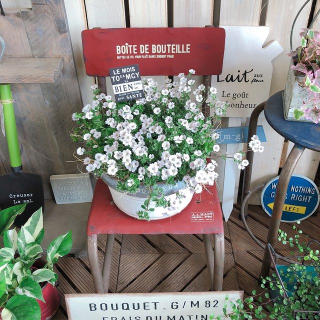 現品のみ カーペットかすみ草 可愛い小花 ホワイト系ブリキ鉢入り ピックつき ハンドメイドマーケット Minne 現品のみ カーペットかすみ草 可愛い小花 ホワイト系ブリキ鉢入り ピックつき ハンドメイドマーケット Minne