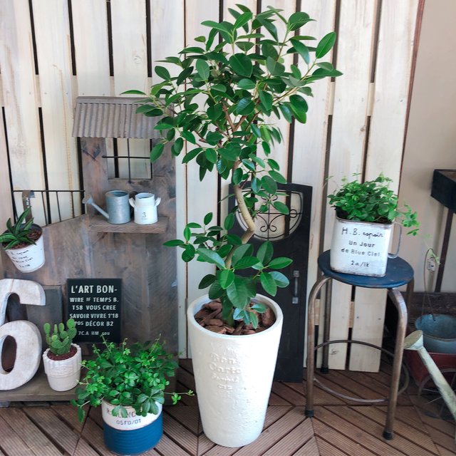 新作 現品 くねっとフランスゴム かっこいい大きめ観葉植物 白系おしゃれな陶器鉢 オシャレグリーン ハンドメイドマーケット Minne 新作 現品 くねっとフランスゴム かっこいい大きめ観葉植物 白系おしゃれな陶器鉢 オシャレグリーン ハンドメイドマーケット Minne