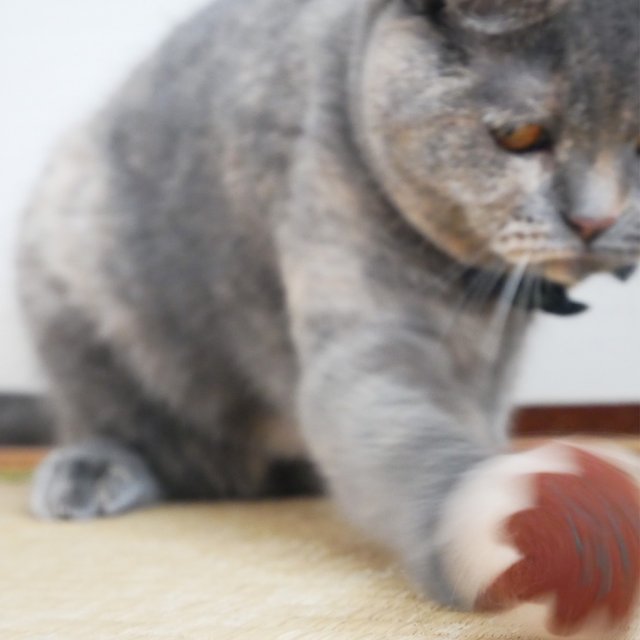 猫のおもちゃ たこ焼き ェ フェルト ままごと ハンドメイドマーケット Minne 猫のおもちゃ たこ焼き ェ フェルト ままごと ハンドメイドマーケット Minne