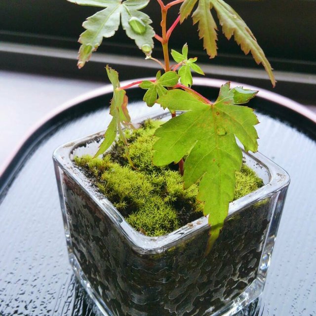 ミニ苔盆栽 モミジ 苔 ハンドメイドマーケット Minne ミニ苔盆栽 モミジ 苔 ハンドメイドマーケット Minne