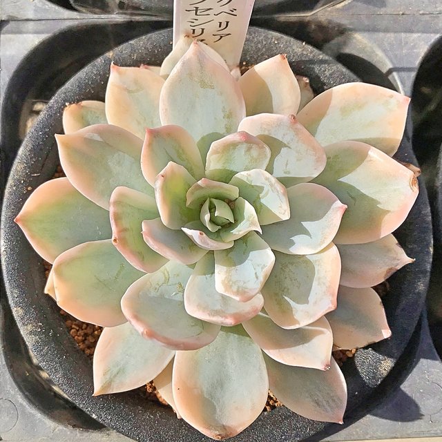 サブセシリス錦 多肉植物 ハンドメイドマーケット Minne サブセシリス錦 多肉植物 ハンドメイドマーケット Minne