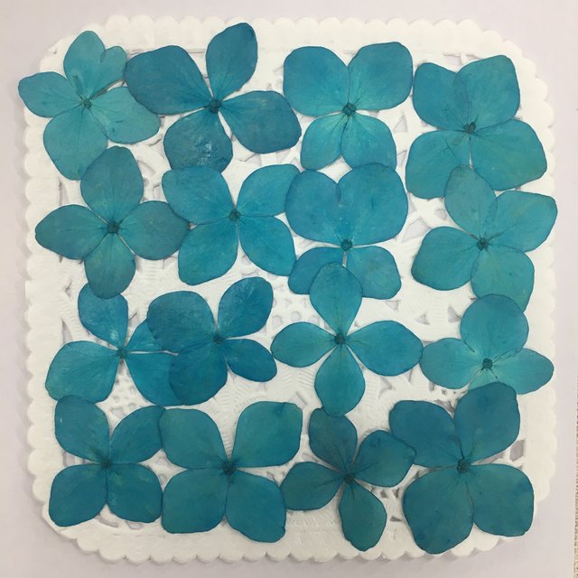 No 610 新色 リオブルーの紫陽花 押し花素材 ハンドメイドマーケット Minne No 610 新色 リオブルーの紫陽花 押し花素材 ハンドメイドマーケット Minne