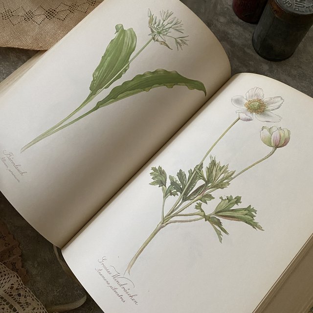 オンライン限定商品】 Fibel Blumen / 1.2巻セット 植物図譜 Felsko Elsa - 洋書