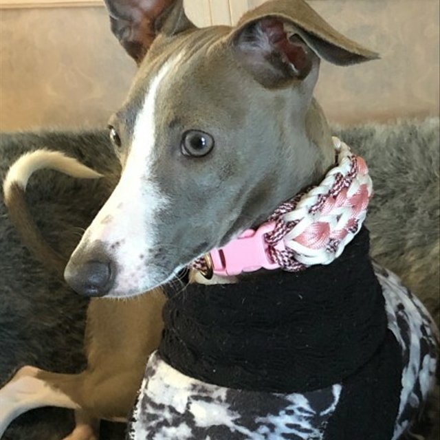 ウイペット イタグレなど首の細い犬種用 バックルタイプ首輪 dカン付き ハンドメイドマーケット Minne ウイペット イタグレなど首の細い犬種用 バックルタイプ首輪 dカン付き ハンドメイドマーケット Minne
