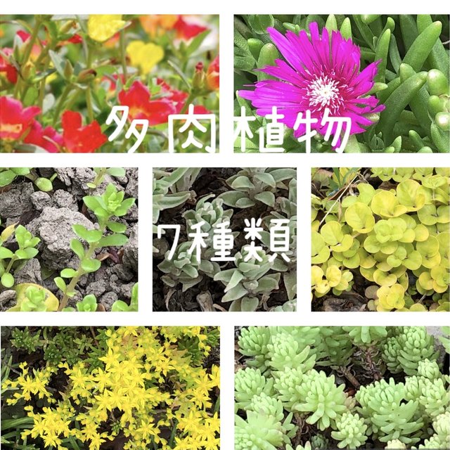 マツバ セダム 多肉植物 7種類 Minne 日本最大級のハンドメイド 手作り通販サイト
