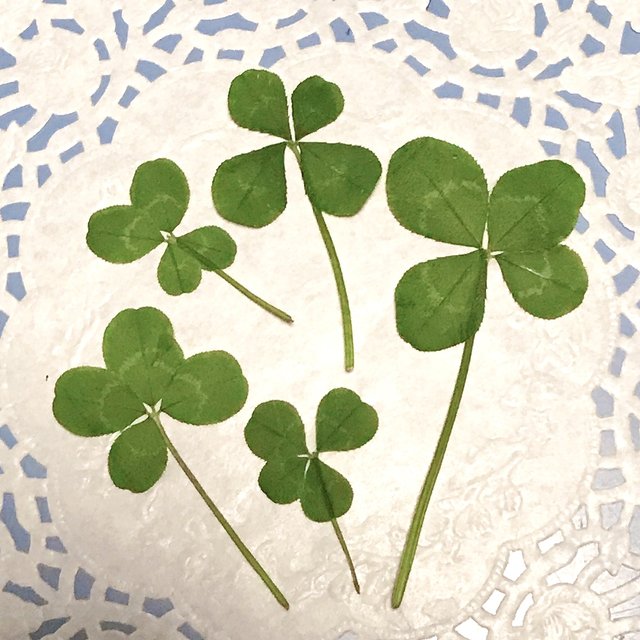 四つ葉のクローバー 押し葉 5枚 よつば クローバー レジン 素材 押し花 Minne 日本最大級のハンドメイド 手作り通販サイト 四つ葉のクローバー 押し葉 5枚 よつば クローバー レジン 素材 押し花 Minne 日本最大級のハンドメイド 手作り通販サイト
