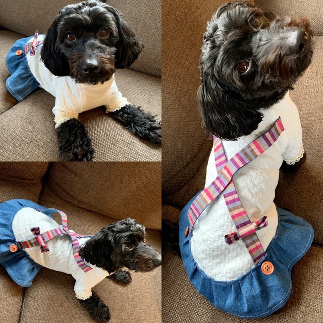 値下げ 特別セット とっても可愛い シュシュチョーカーつき 犬服 小型犬dsサイズ 胴長 Cute サロペットワンピース 2 0円 1 800円 Minne 日本最大級のハンドメイド 手作り通販サイト