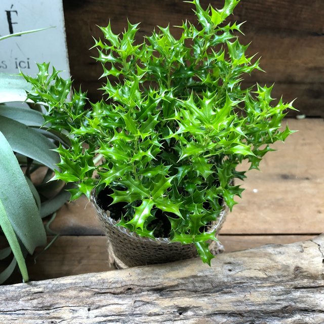 姫ヒイラギ クリスマスに 魔除け木 ガーデニング 観葉植物 寄せ植え ハンドメイドマーケット Minne 姫ヒイラギ クリスマスに 魔除け木 ガーデニング 観葉植物 寄せ植え ハンドメイドマーケット Minne