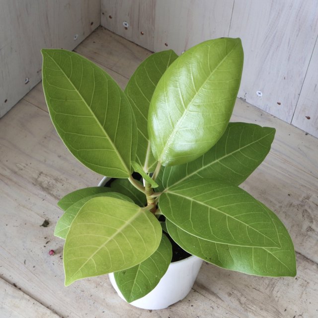 フィカス アルテシーマ ゴムの木 観葉植物 インテリアグリーン Minne 日本最大級のハンドメイド 手作り通販サイト フィカス アルテシーマ ゴムの木 観葉植物 インテリアグリーン Minne 日本最大級のハンドメイド 手作り通販サイト