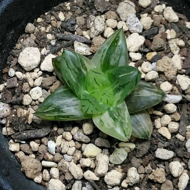 コモモ ハオルチア 多肉植物 透明感 斑 極上斑 小さめ ハンドメイドマーケット Minne コモモ ハオルチア 多肉植物 透明感 斑 極上斑 小さめ ハンドメイドマーケット Minne