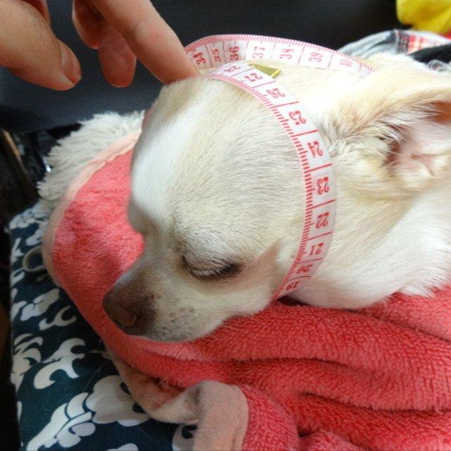 4月29日夜9時から販売開始 愛犬をメロンパンに変身 ハンドメイドマーケット Minne