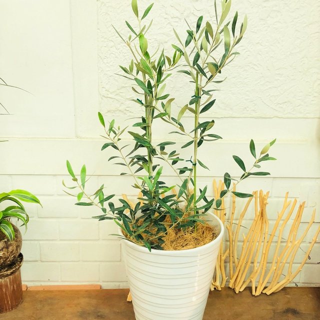 オリーブ 2種植え ネバディロブランコ ブラントイオ 観葉植物 陶器鉢入り 新築祝い 開店祝 送料無料 Minne 日本最大級のハンドメイド 手作り通販サイト オリーブ 2種植え ネバディロブランコ ブラントイオ 観葉植物 陶器鉢入り 新築祝い 開店祝 送料無料 Minne 日本最大級のハンドメイド 手作り通販サイト