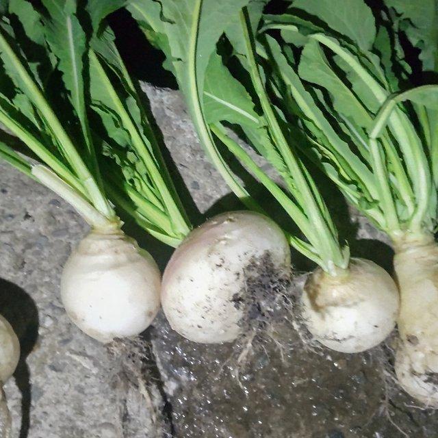 旬野菜自然栽培60サイズ 殺菌剤 農薬 除草剤 殺虫剤 ダニ剤 無し Minne 日本最大級のハンドメイド 手作り通販サイト 旬野菜自然栽培60サイズ 殺菌剤 農薬 除草剤 殺虫剤 ダニ剤 無し Minne 日本最大級のハンドメイド 手作り通販サイト