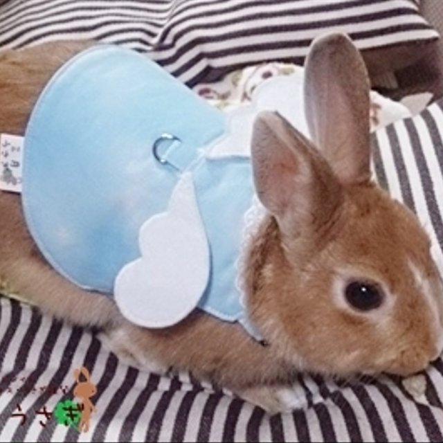うさぎ用ハーネス 天使 水色 Minne 日本最大級のハンドメイド 手作り通販サイト うさぎ用ハーネス 天使 水色 Minne 日本最大級のハンドメイド 手作り通販サイト
