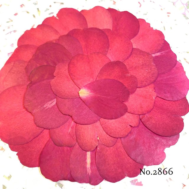 押し花 素材 ☆**押し花いっぱいセット**☆ 押し花 素材 ☆**押し花いっぱいセット**☆