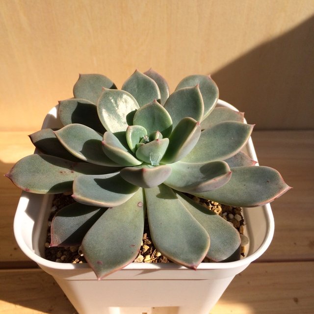 グラプトベリア ピンクプリティ 3号 多肉植物 ハンドメイドマーケット Minne グラプトベリア ピンクプリティ 3号 多肉植物 ハンドメイドマーケット Minne