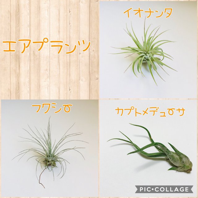 ワイヤークラフトのかごバックとエアプランツのセット ハンドメイドマーケット Minne ワイヤークラフトのかごバックとエアプランツのセット ハンドメイドマーケット Minne
