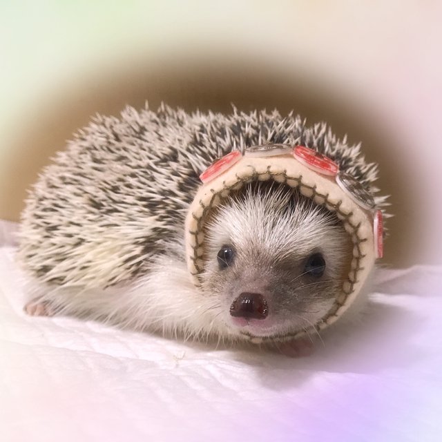 ボタンが可愛い ハリネズミの被り物 ハンドメイドマーケット Minne ボタンが可愛い ハリネズミの被り物 ハンドメイドマーケット Minne