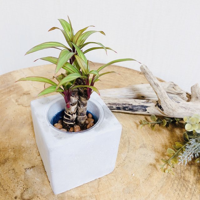 管理が簡単 コルジリネ ハイドロカルチャー 観葉植物 インテリア No 455 ハンドメイドマーケット Minne 管理が簡単 コルジリネ ハイドロカルチャー 観葉植物 インテリア No 455 ハンドメイドマーケット Minne