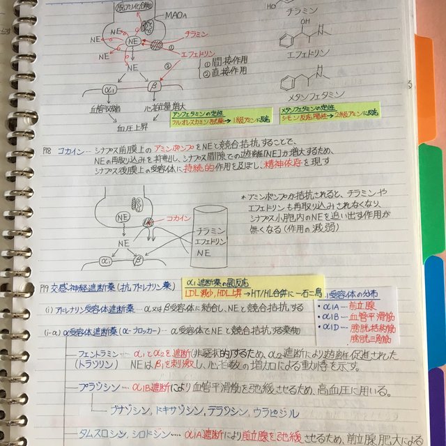 エフェドリン 作用 機 序